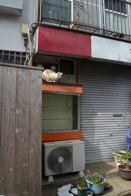 街のねこたち
