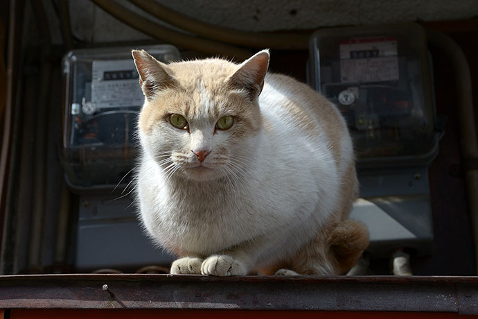 街のねこたち