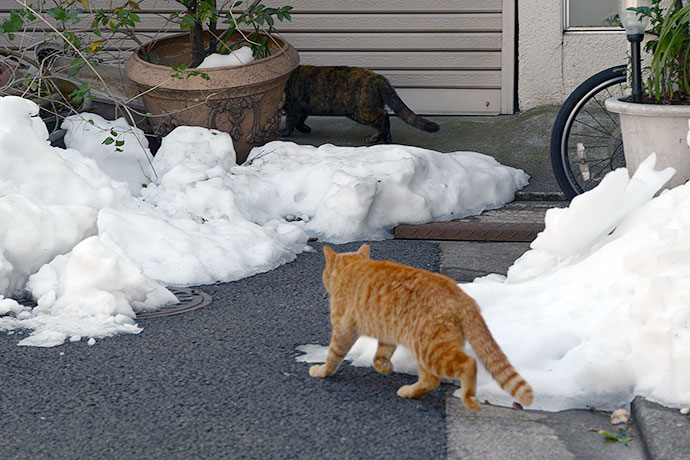 街のねこたち