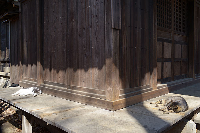 街のねこたち