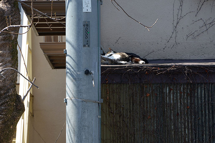 街のねこたち