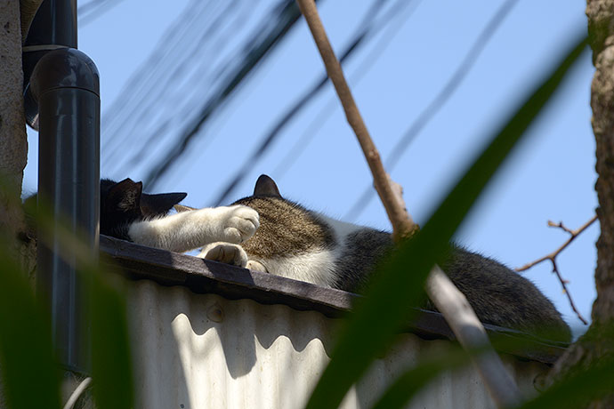 街のねこたち