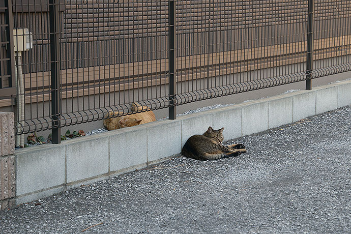 街のねこたち
