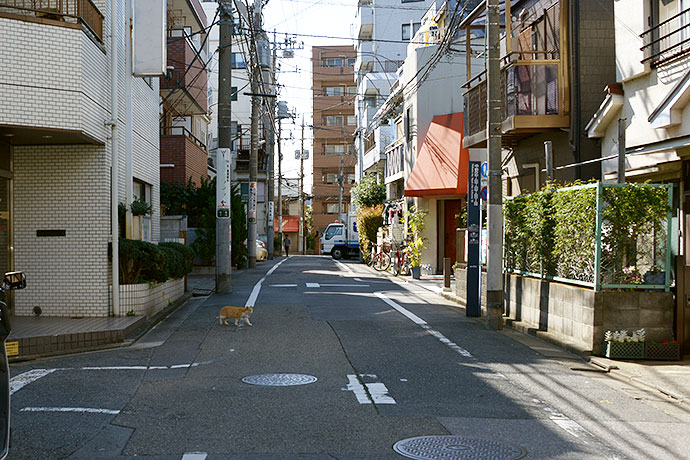 街のねこたち