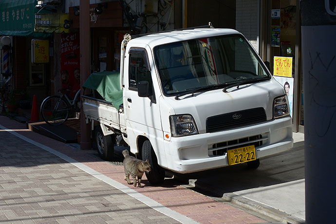 街のねこたち