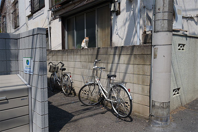 街のねこたち
