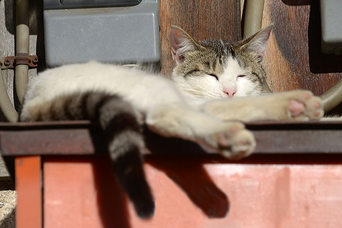 街のねこたち