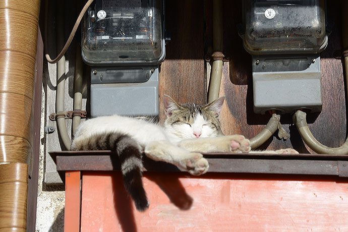 街のねこたち