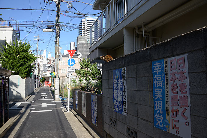 街のねこたち