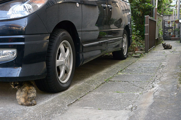 街のねこたち