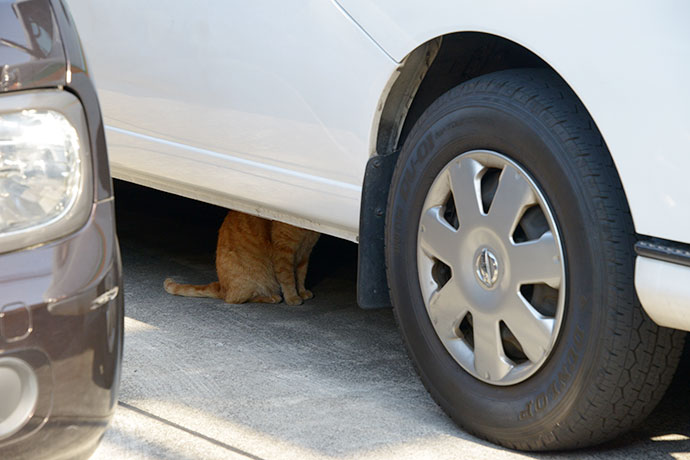 街のねこたち