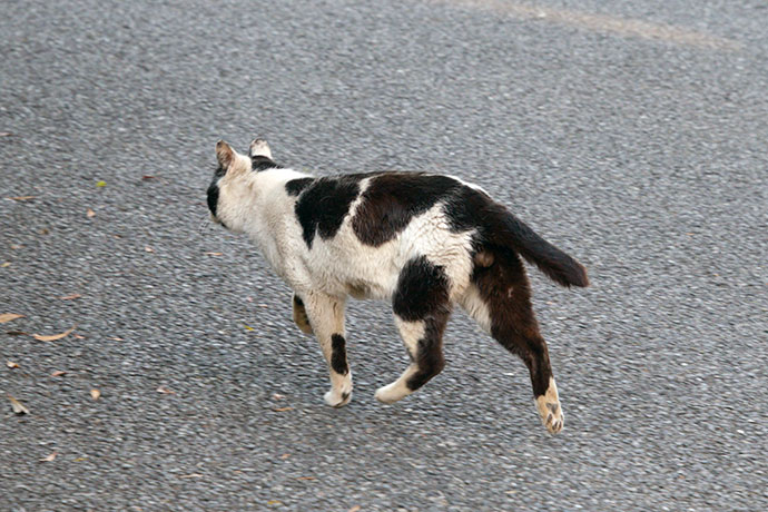 街のねこたち