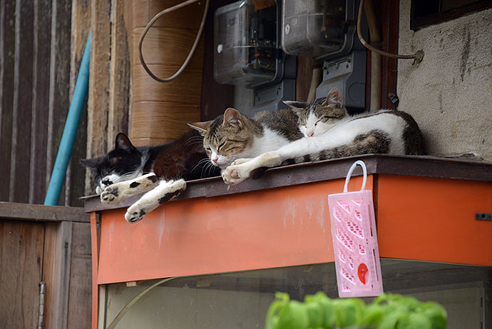 街のねこたち