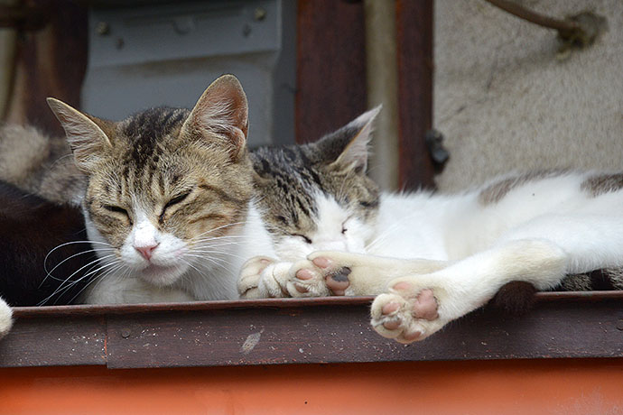 街のねこたち