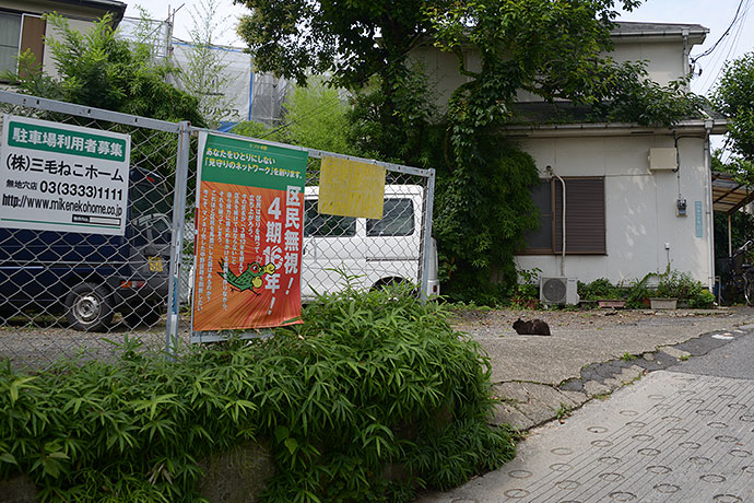 街のねこたち