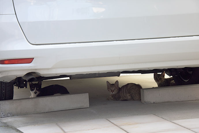 街のねこたち