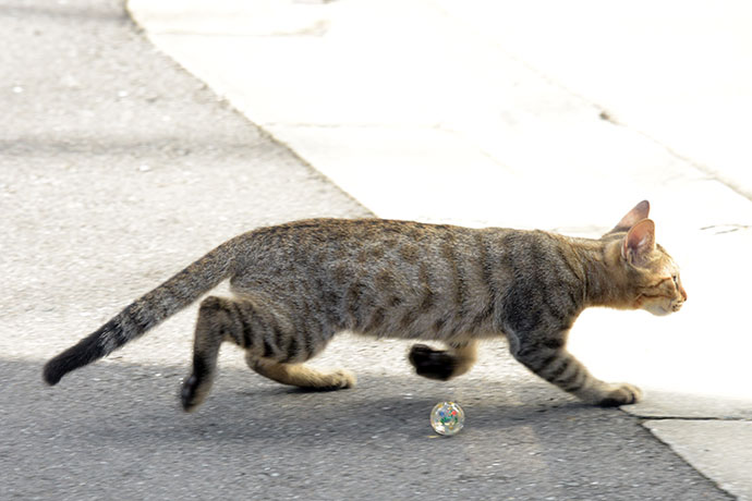 街のねこたち