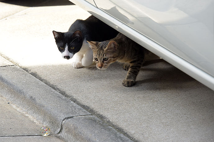 街のねこたち