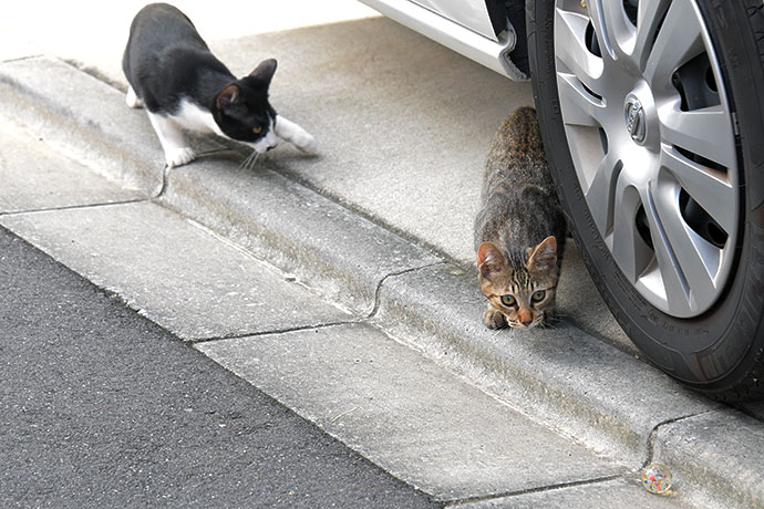 街のねこたち
