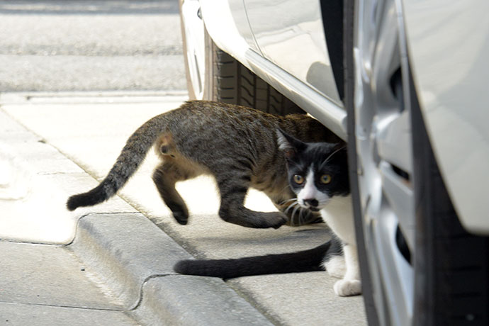 街のねこたち