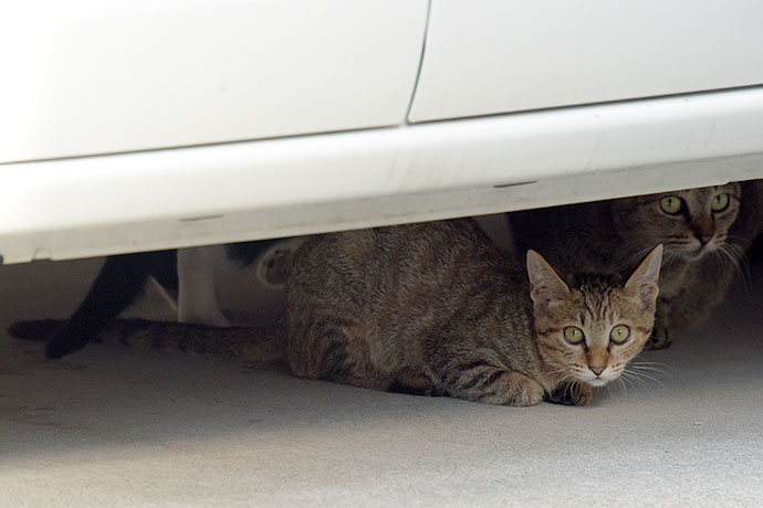 街のねこたち