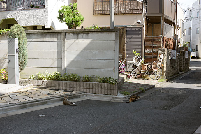 街のねこたち