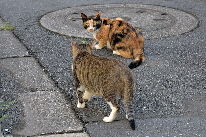 街のねこたち