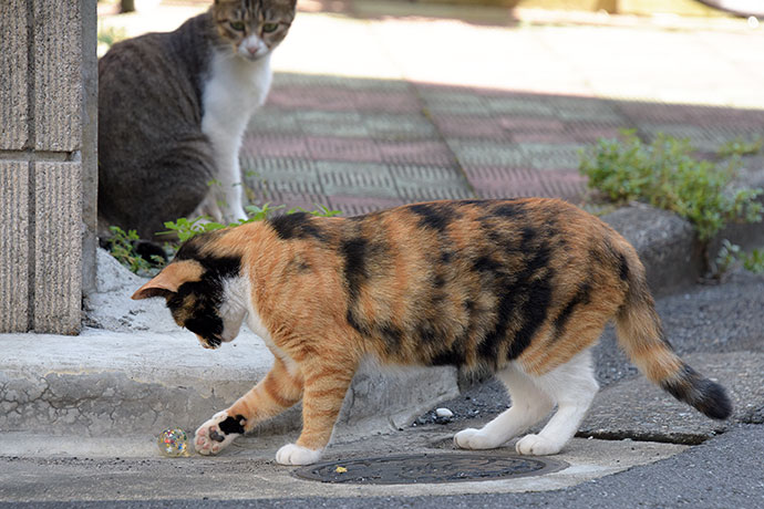 街のねこたち