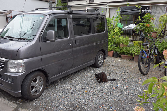 街のねこたち