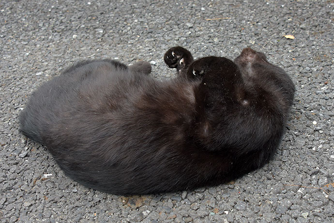 街のねこたち