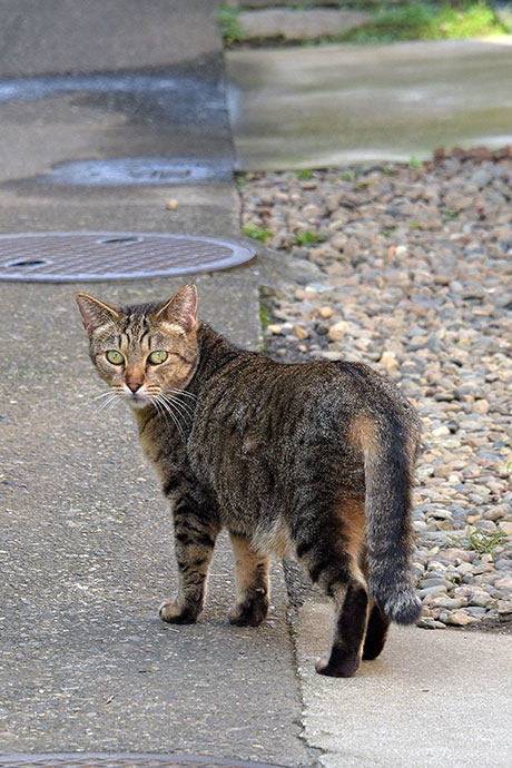 街のねこたち