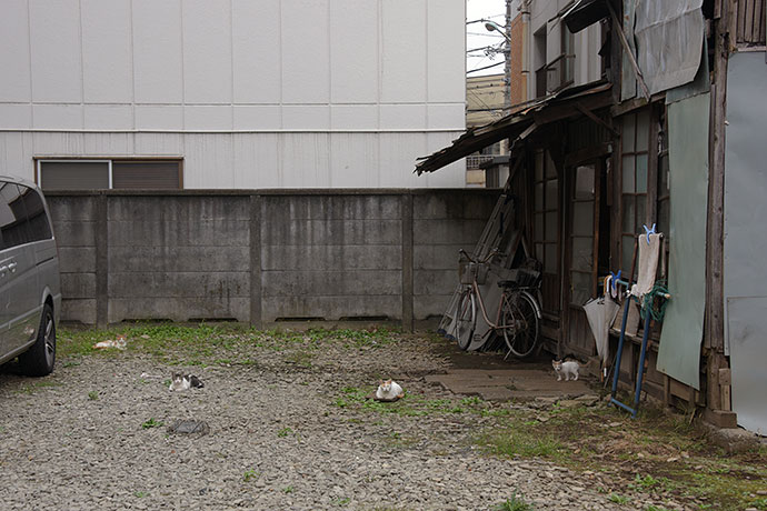 街のねこたち