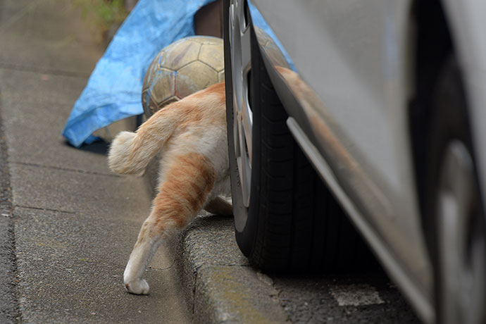 街のねこたち