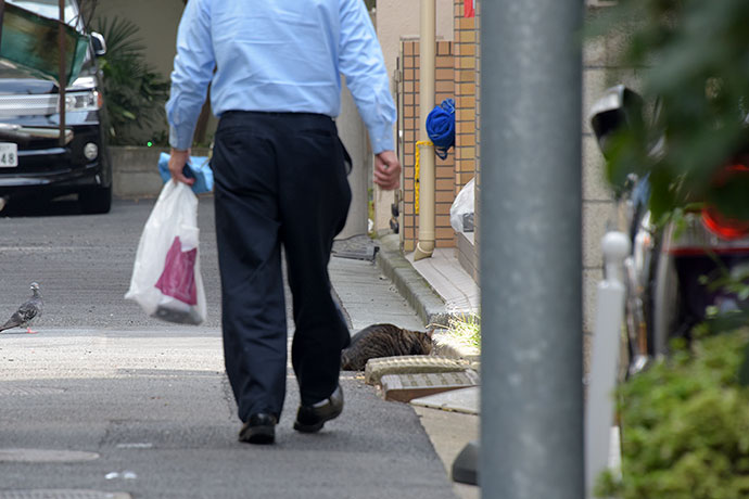 街のねこたち