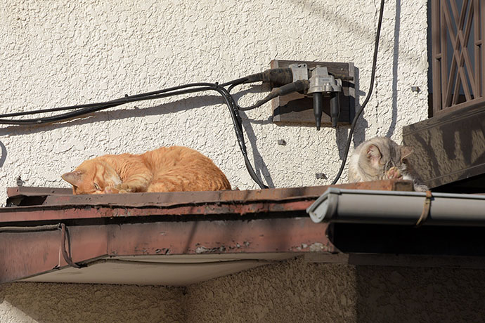 街のねこたち