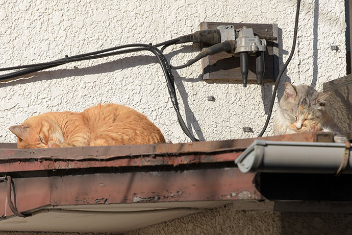 街のねこたち