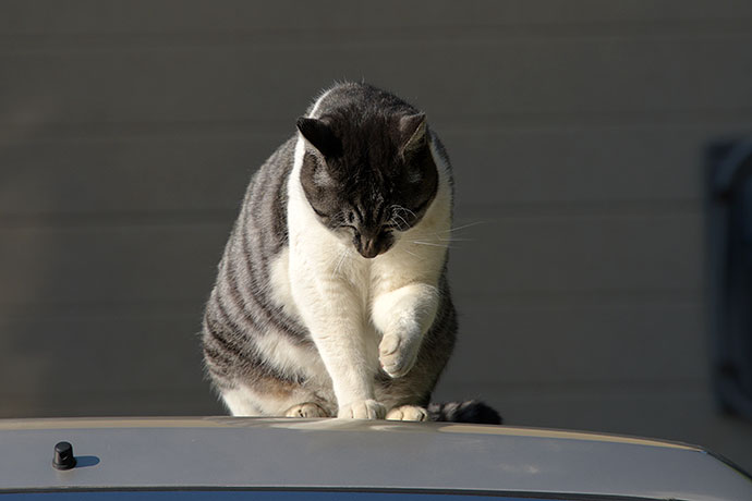 街のねこたち