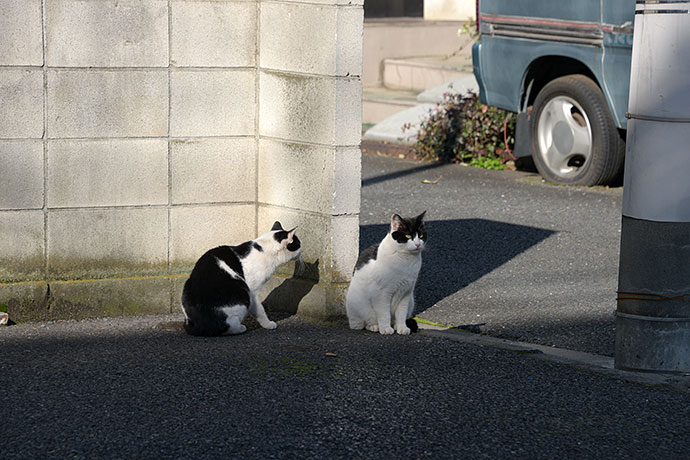 街のねこたち