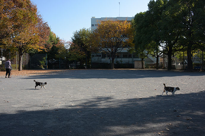 街のねこたち
