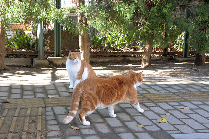街のねこたち