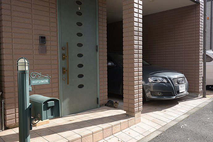 街のねこたち
