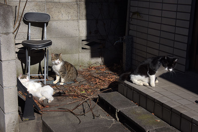街のねこたち