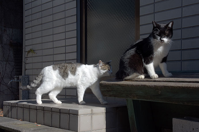 街のねこたち