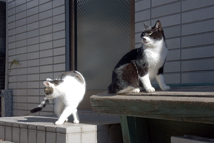 街のねこたち