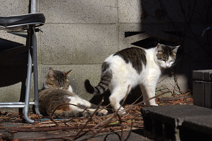 街のねこたち