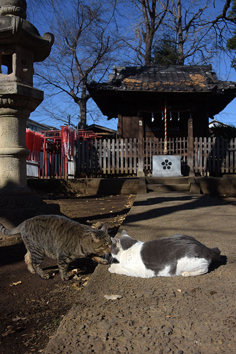 街のねこたち