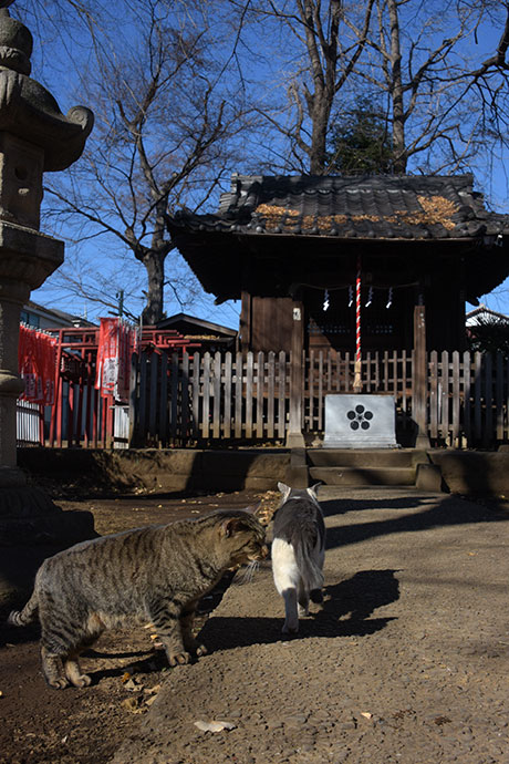 街のねこたち