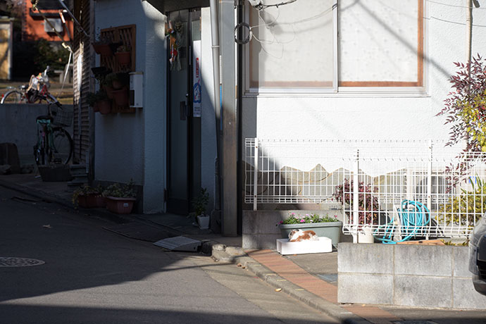 街のねこたち