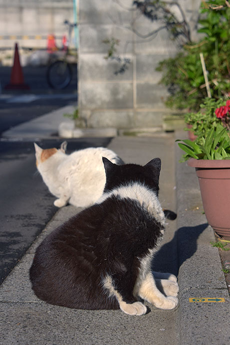 街のねこたち