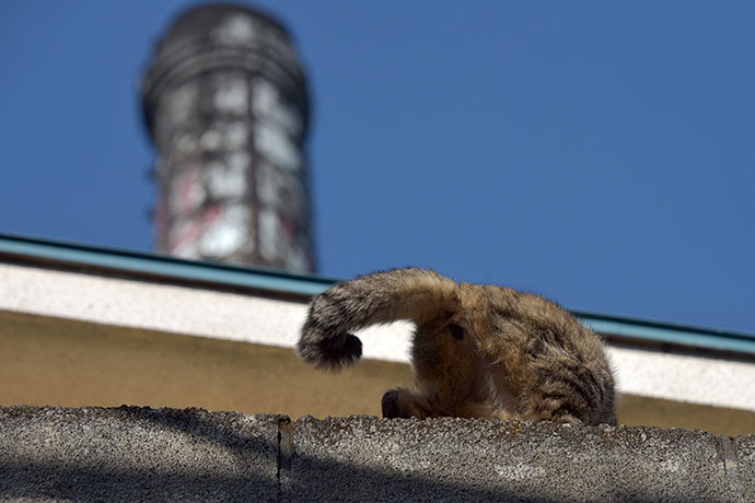 街のねこたち